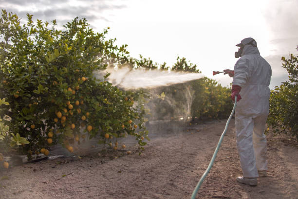 Best Local Pest Control Services  in Placerville, CA