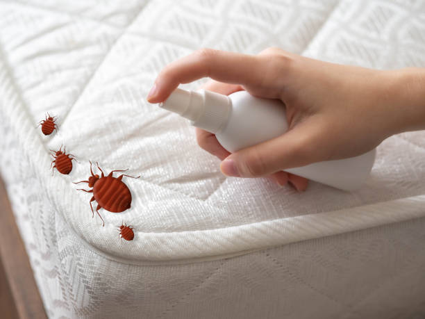 Best Termite Control Services  in Placerville, CA